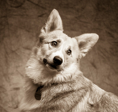Corgi