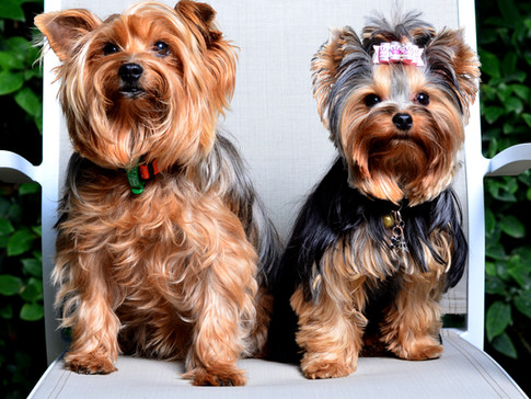 Paris and Bam Bam